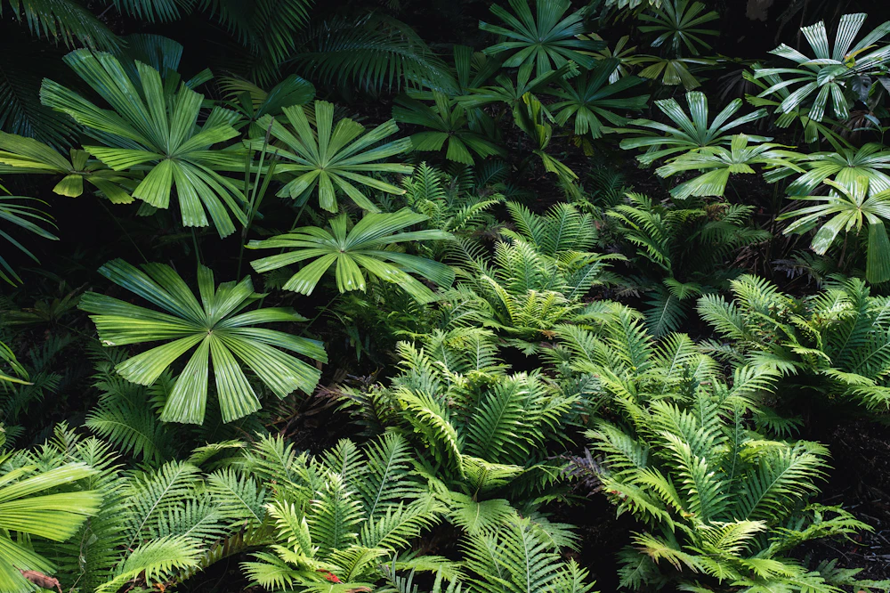 Lush green plants and foliage layered through a subtropical garden setting
